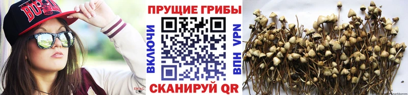 Галлюциногенные грибы GOLDEN TEACHER  Белёв 
